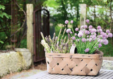 Spring’s Sentinels: How to Grow and Cook Asparagus and Chives Image